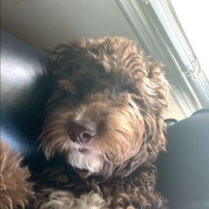 Meet your Posher, Benjamin